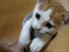 kitten in tube